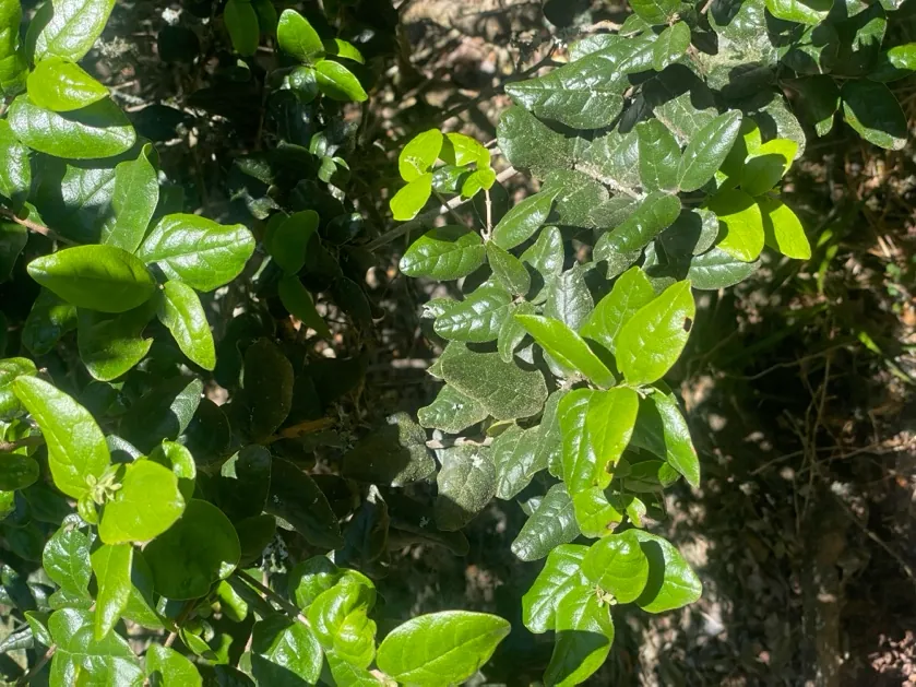 Follaje verde brillante de un boldo.
