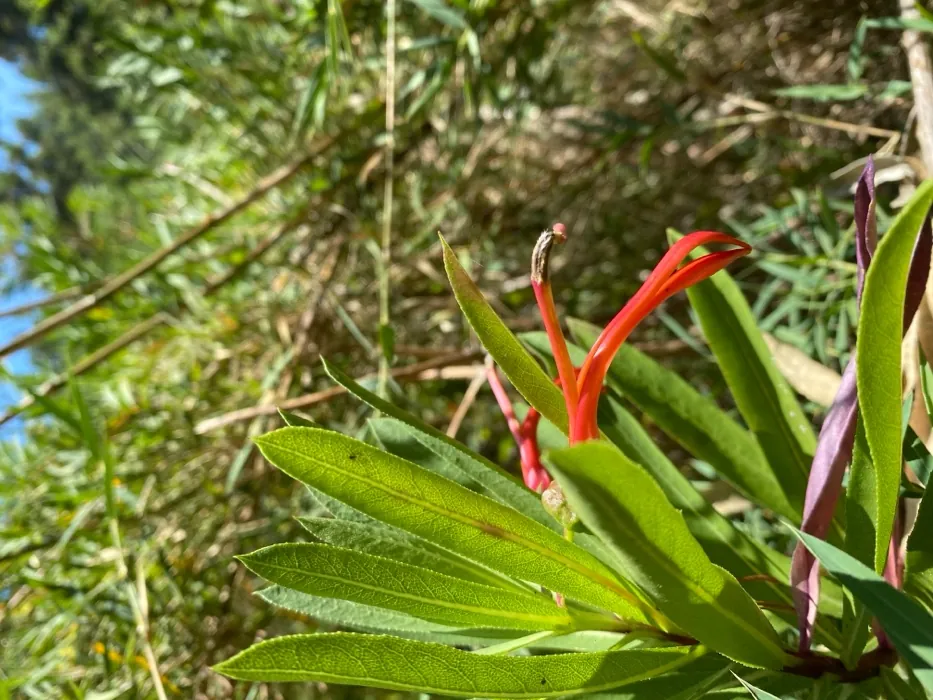 Tabaco del diablo con sus flores tubulares naranjas.
