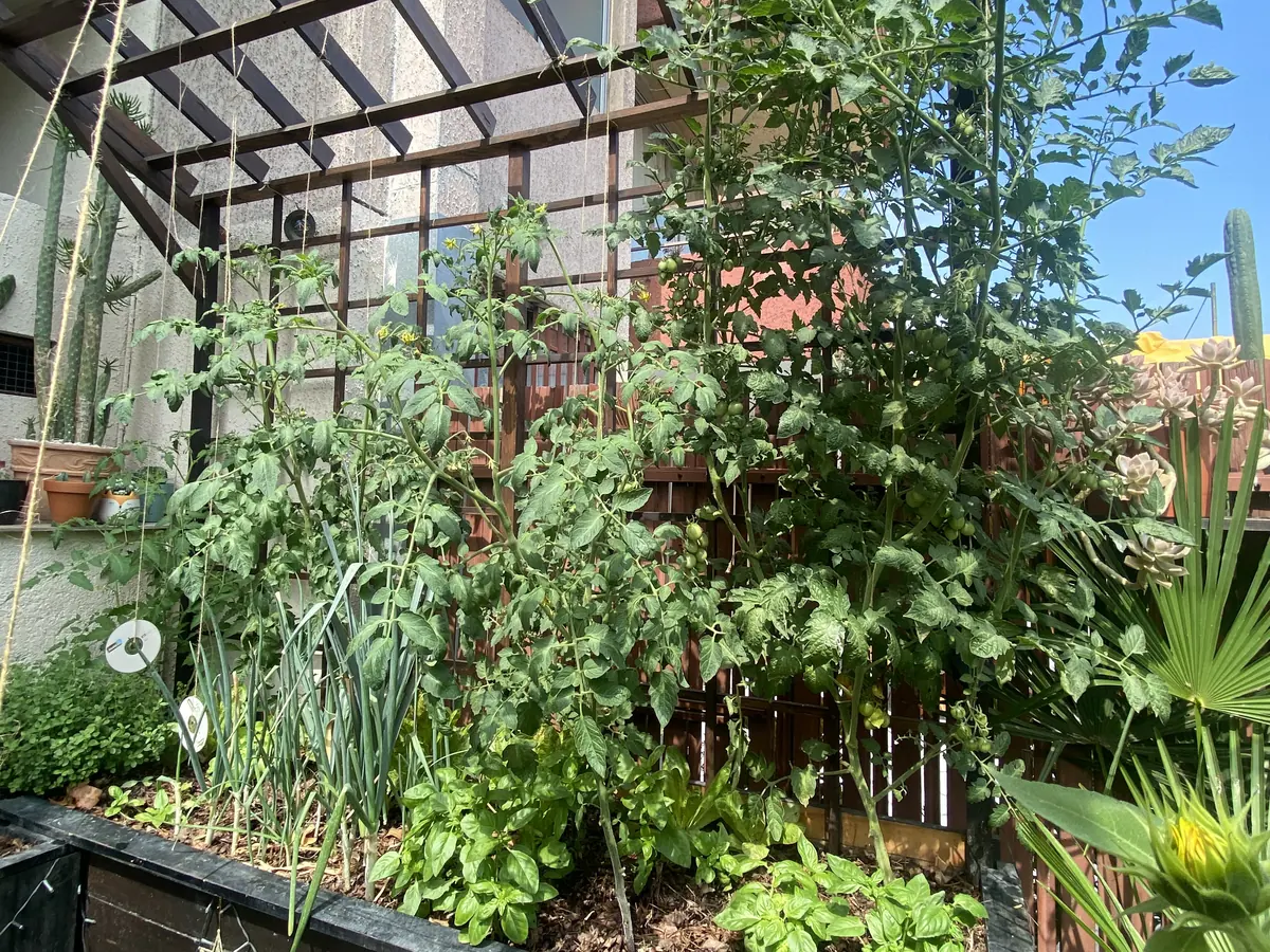 Proyecto Paisajismo Casa Huerto: jardineras de madera con tomates, hortalizas y flores bajo una pérgola.