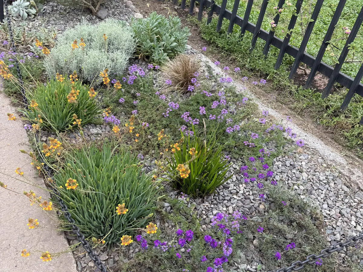 Proyecto Paisajismo Uno Norte: antejardín con plantas nativas de flores moradas y amarillas, pastos y piedras.